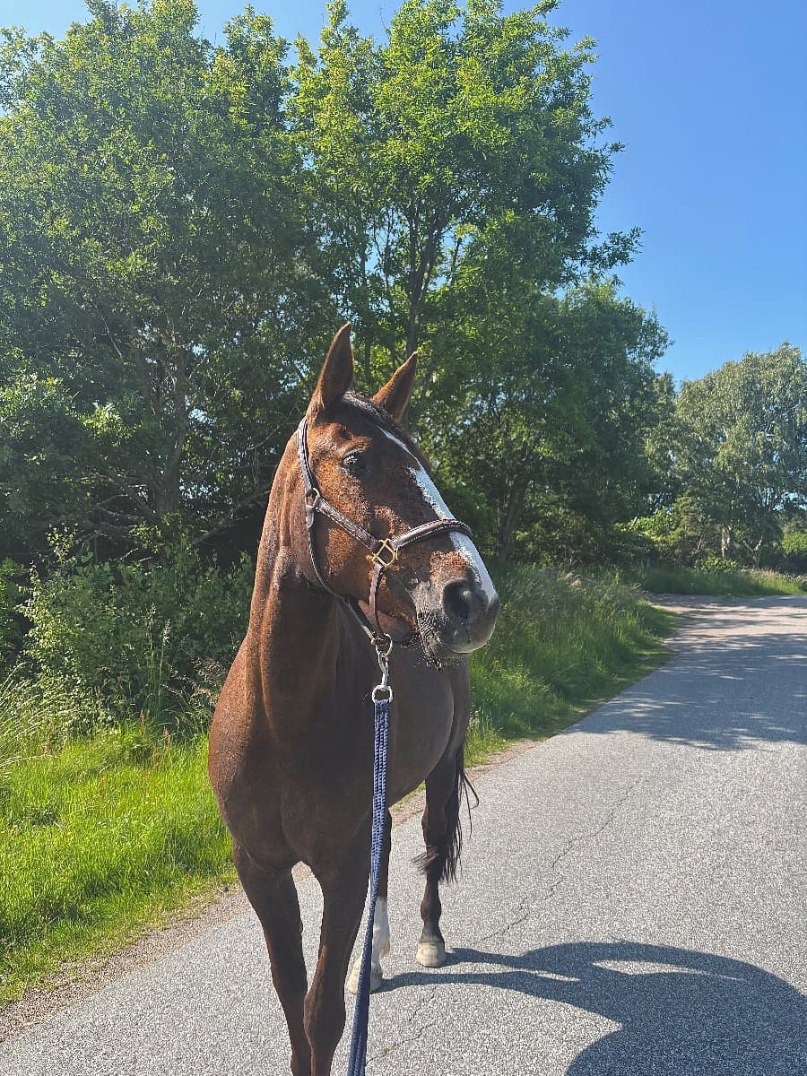 Askö me too