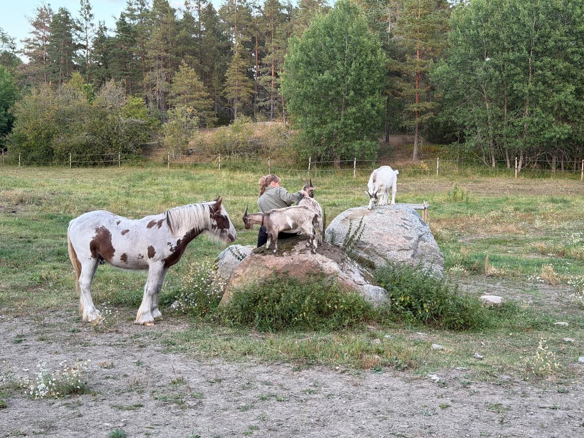 Tre hästar finns