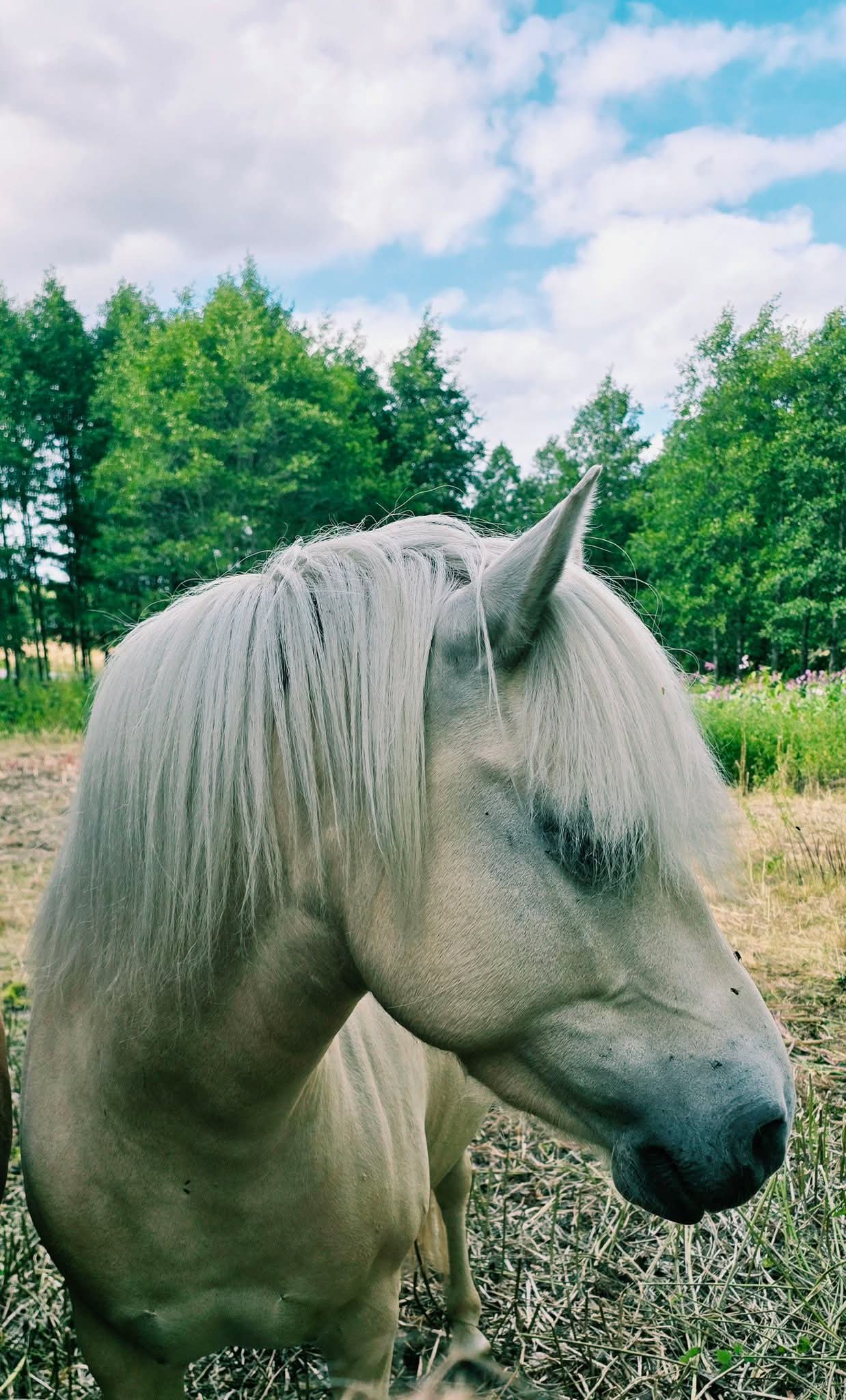 Mimmi
