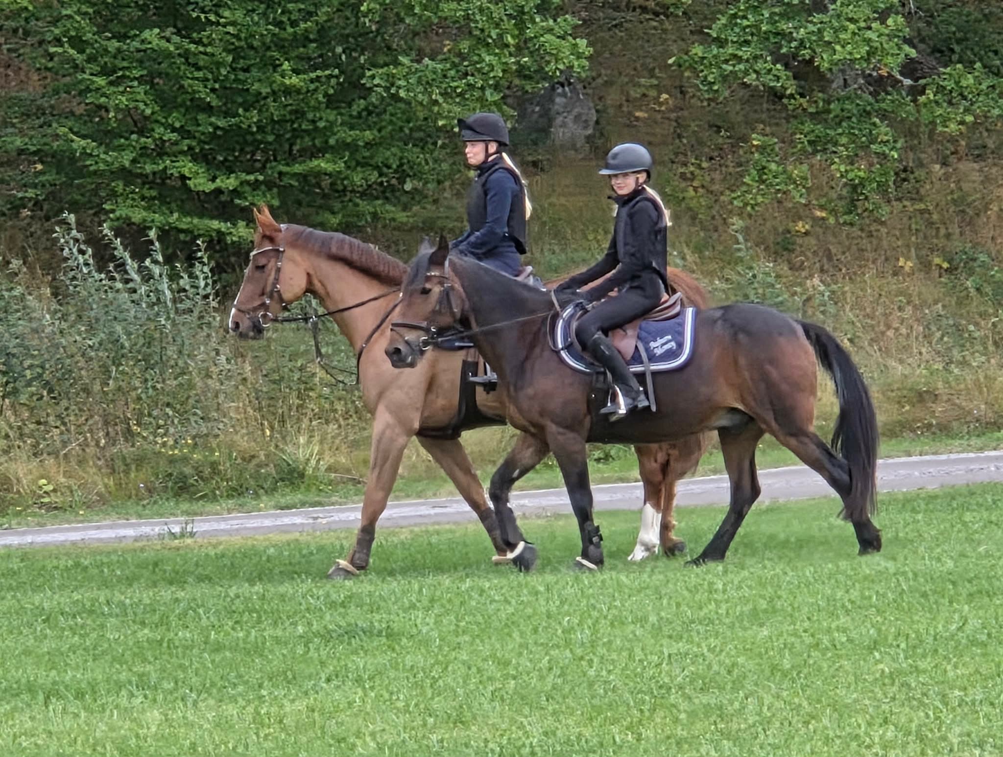 Flera hästar