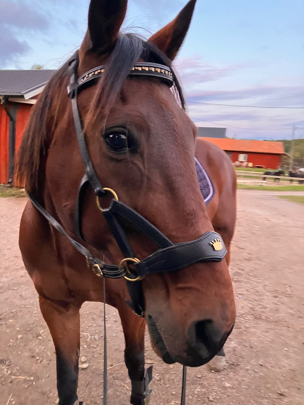 Kalle