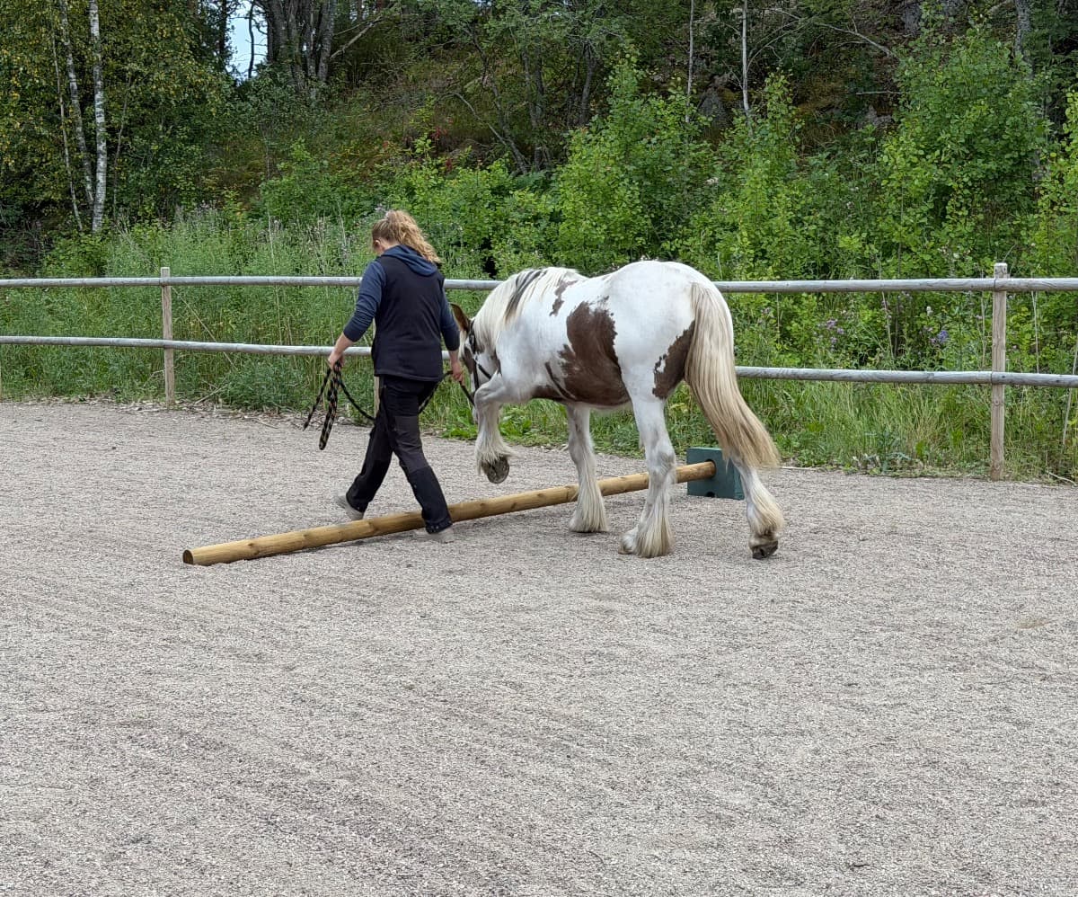 Tre hästar finns